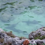 南島の鮫池のサメたち