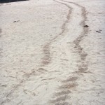 南島でのウミガメの足跡