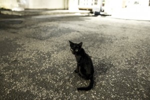 黒猫のジジ