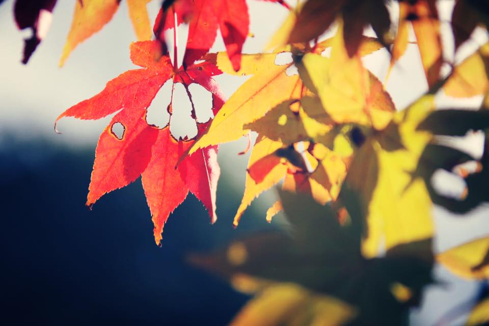 御在所岳と亀山公園の紅葉狩り（秋の風景）