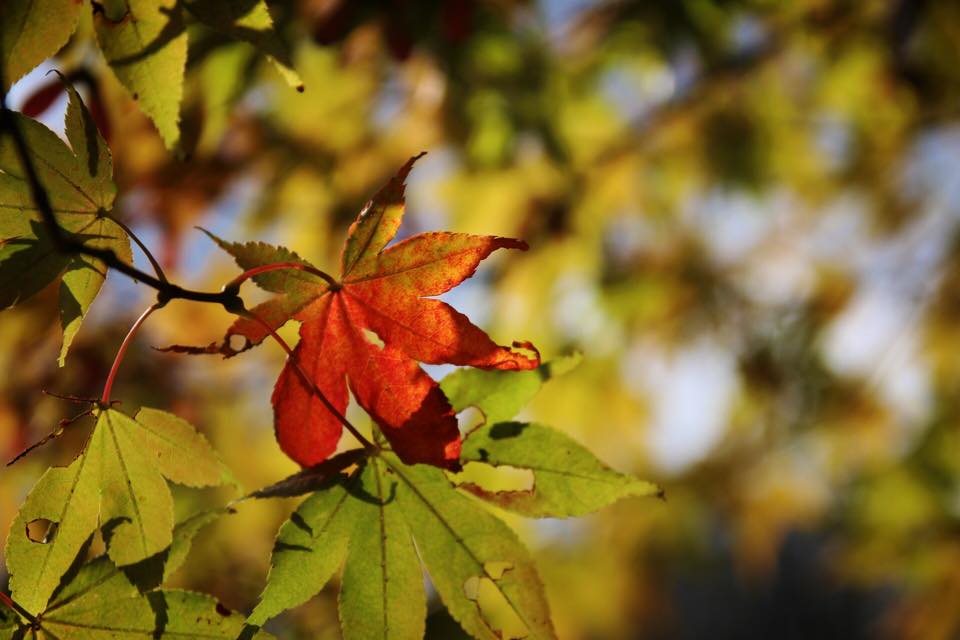 御在所岳と亀山公園の紅葉狩り（秋の風景）