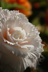 春の花（梅の花）なばなの里で写真撮影