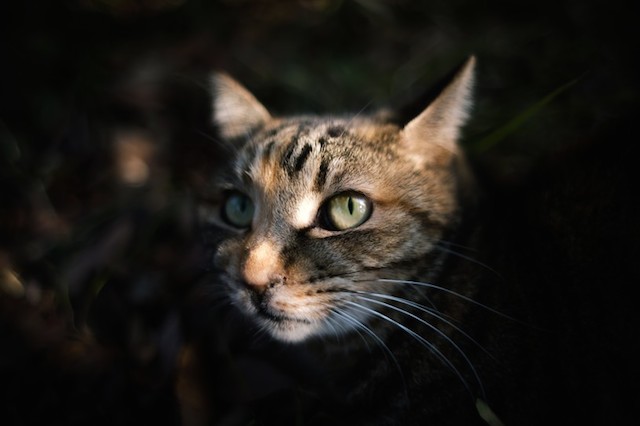 これはキレイ 癒しの美人猫写真集 おすすめ撮影テクニックと機材 Hitoiki ひといき
