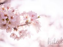 春の花の代名詞　桜の花びら（ピンク）cherryblossoms_spring_photo_01