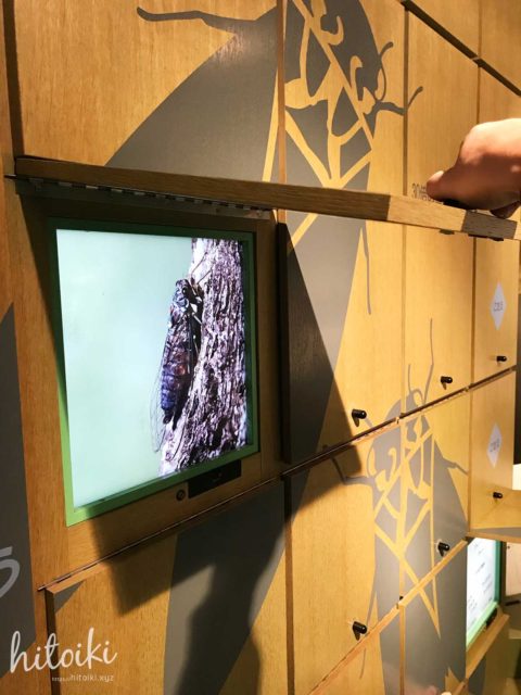 東海地方でNゲージのジオラマ運転やプラレール遊びができる穴場スポット！谷汲昆虫館　岐阜県　tanigumi_insectarium_img_4349